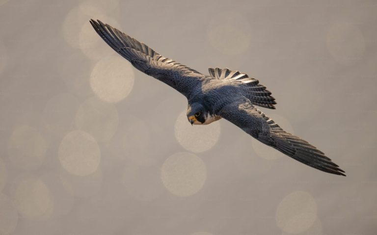 Falcon Finance Extends Institutional Footprint via…