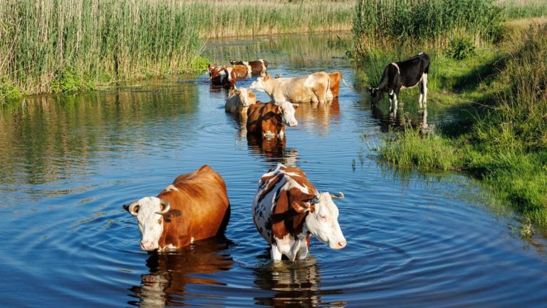 There is a very cool Irish version of swimming pigs in the Bahamas